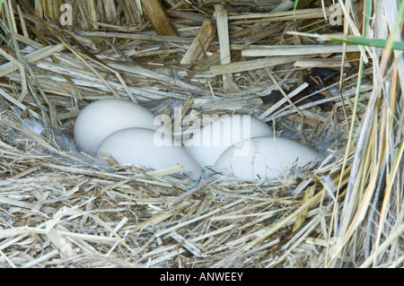 Seetang-Gans (Chloephaga Hybrida)-Nest mit vier Eiern und unten unter Tussac Rasen (Poa Flabellata) Karkasse Insel West Falkland Stockfoto