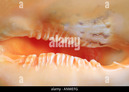 Gehörnter Helm riesigen Helm Cassis Cornuta Lippe Marge und Shell Loch Stockfoto