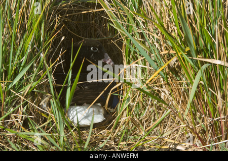 Seetang (Chloephaga Hybrida) weibliche Inkubation Gänseeier im Nest bauen unter Tussac grass Karkasse Insel West Falkland Atlantic Stockfoto