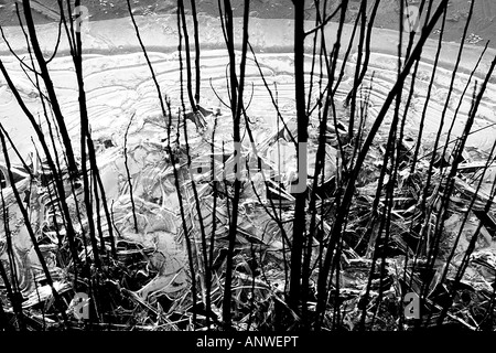 gefrorene Wellen Schilf an einer Kante der Teiche im winter Stockfoto