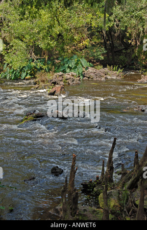 Florida Stromschnellen Hillsborough River State Park Stockfoto