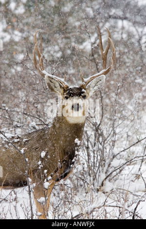 Vertikale Schuss von einem Bock Hirsch mit einem großen Rack Geweih in einem kalten Colorado Schneesturm. Stockfoto