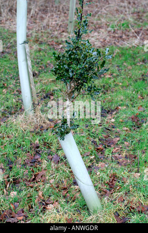 Rehe Capreolus Capreolus Surfen Schäden an einem jungen Ilex aquifolium Stockfoto