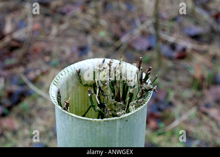 Rehe Capreolus Capreolus Schäden an einem jungen Spindel Euonymus Europaeus durchsuchen, wie es aus der Tube kurze Baum entsteht Stockfoto