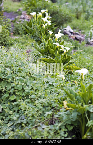GUATEMALA CAPELLANIA Calla Lilien Zantedeschia aethiopica Stockfoto