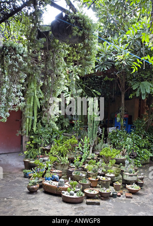 GUATEMALA ANTIGUA Kaktus Garten im Innenhof eines Ladens in Antigua Stockfoto