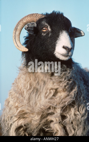 Swaledale Schafen Portrait Winter Yorks UK Stockfoto