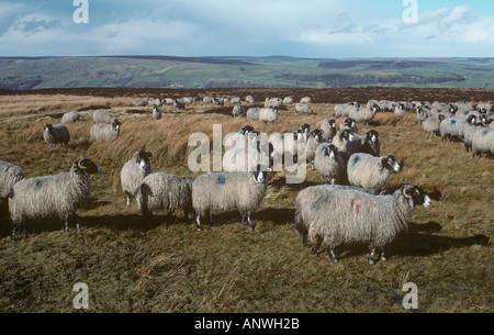 Swaledale Schafen strömen Winter Yorks UK Stockfoto