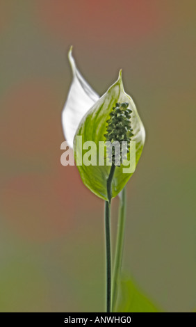 GUATEMALA ANTIGUA Peace Lily Spathiphyllum Stockfoto