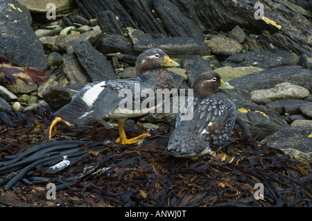 Das endemische Falkland Dampfer Ente Tachyeres Brachydactyla paar ruhen Karkasse Island West Falkland Südpazifik Dezember Stockfoto