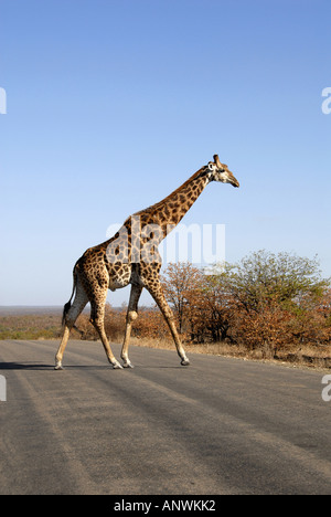 Giraffe (Giraffa Plancius) überquert eine Straße in den Krugerpark, Südafrika Stockfoto