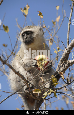 Vervet Affen (grüne Aethiops) in den Krugerpark, Südafrika Stockfoto