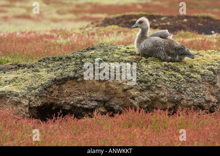 Upland Gans Chloephaga Picta Leucoptera Gosling sitzen auf dem Dach des Megellanic Pinguin Graben umgeben von der Sauerampfer Stockfoto