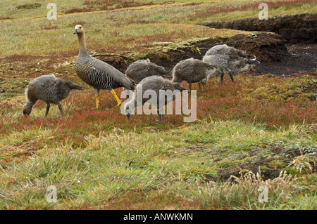 Upland Gans Chloephaga Picta Leucoptera weibliche mit Gänsel Fütterung umgeben von Schafwolle Sauerampfer Rumex Acetosella Falkland Stockfoto