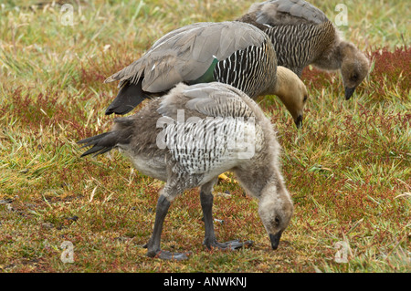 Upland Gans Chloephaga Picta Leucoptera Erwachsenfrau mit zwei Gänsel umgeben von Schafwolle Sauerampfer Rumex Acetosella Falkland Stockfoto