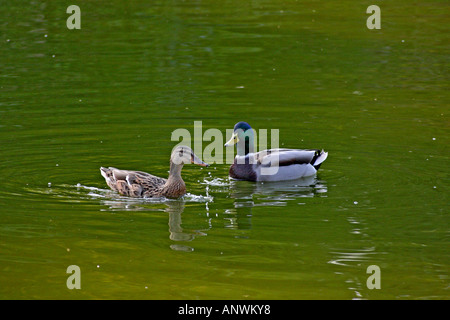 Paar Stockenten (Anas Platyrhynchos) in einem Teich Stockfoto