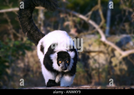 Porträt einer schwarz-weiß-Ruffed Lemur (Varecia Variegata) Stockfoto