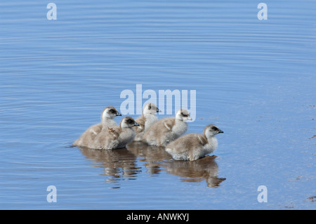 Upland Gans Chloephaga Picta Leucoptera Gänsel immer aus dem Wasser Beaver Pond Sea Lion Insel East Falkland Atlantic Stockfoto