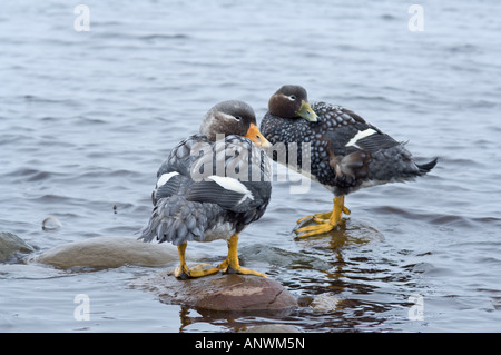 Das endemische Falkland Dampfer Enten Tachyeres Brachydactyla Erwachsenen paar auf Felsen Ufer Beaver Pond Sea Lion Falkland-Inseln Stockfoto