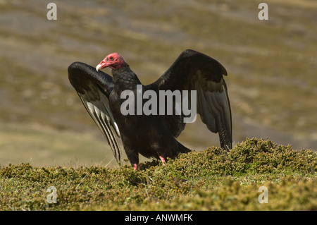 Türkei-Geier (Cathartes Aura Falklandica) immer bereit, Karkasse Island West Falkland Südatlantik Dezember fliegen Stockfoto