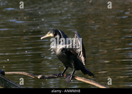 Kormoran (Phalacrocorax Carbo) ist seine Flügel in der Sonne trocknen. Stockfoto