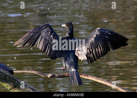 Kormoran (Phalacrocorax Carbo) ist seine Flügel in der Sonne trocknen. Stockfoto