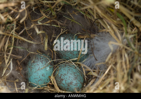 Black-throated Kanarischen geflügelte Finch (Melanodera M. Melanodera) Nest mit Eiern Karkasse Island West Falkland Süd-Atlantik Stockfoto