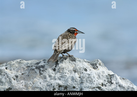 Long-tailed Meadowlark (Sturnella Loyca Falklandica) männlichen thront auf Felsen bedeckt in weißen Flechten Karkasse Insel West Falkland-Inseln Stockfoto