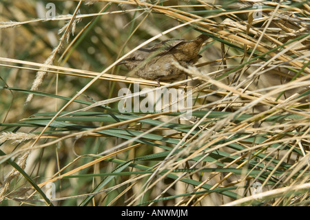 Cobb Haus Zaunkönig (Troglodytes Cobbi) Erwachsenen thront das Tussock Gras, Karkasse Insel Küste, West Falkland, Südatlantik Stockfoto