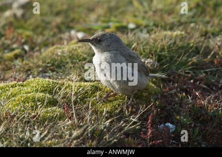 Cobb Haus Zaunkönig (Troglodytes Cobbi) juvenile stehend Gras, Karkasse Island, West Falkland, Süd-Atlantik, Dezember Stockfoto