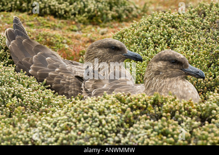 Braune Raubmöwen (Catharacta Antarctica) paar auf ihrem Nest, Pebble Island, West Falkland, Süd-Atlantik Dezember Stockfoto