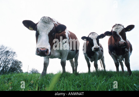 Rotbunte (Bos Primigenius F. Taurus), eine Gruppe mit Blick auf Kamera, Deutschland, Niederrhein Stockfoto