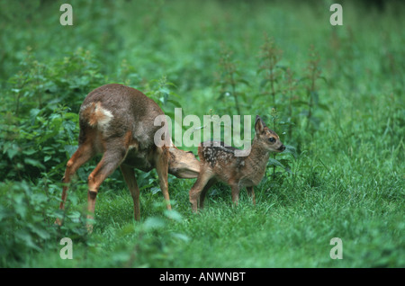 Reh (Capreolus Capreolus), Mutter mit jungen, Deutschland, Nordrhein-Westfalen Stockfoto