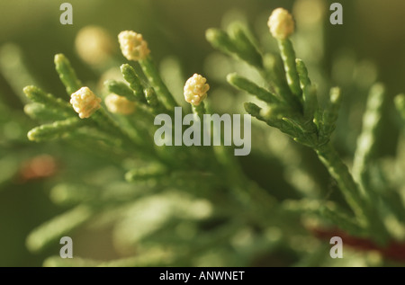 Zitrone duftenden Monterey Zypresse (Cupressus Macrocarpa "Goldcrest", Cupressus Macrocarpa Goldcrest), männliche Blüten Stockfoto