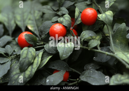 Fruchtkörper Jerusalem Kirsche (Solanum Pseudo-Capsicum, Solanum Pseudocapsicum) Stockfoto