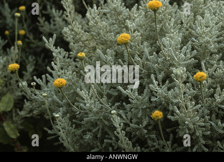 blühende Lavendel Baumwolle (Heiligenkraut Chamaecyparissus, Heiligenkraut Incana), Stockfoto