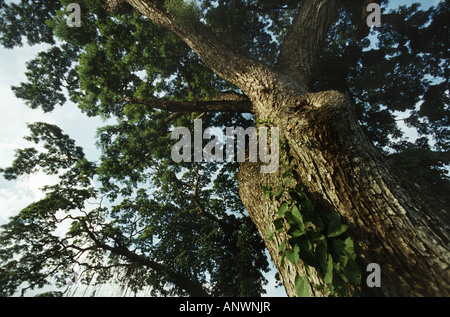 Affe Pod Baum, Affe Pod Raintree, Regen Baum, Cenizaro, Kuh-Tamarinde (Unternehmen Saman, Albizia Saman), ergeben sich Stockfoto