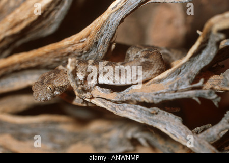 Australische Mulga Snake (Echis Leucogaster, Echis Interpretation), einer der gefährlichsten Schlangen Stockfoto