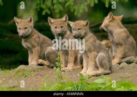 Europäische graue Wolf (Canis Lupus Lupus), Wolfsjunge sitzen nebeneinander Stockfoto