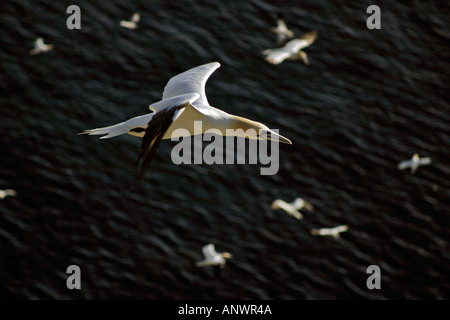 Nördlichen Gannet(s) im Flug über Cape St. Mary's Ecological Reserve, Cape St. Mary's, Neufundland, Atlantik-Kanada. Stockfoto