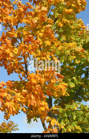 Blätter im Herbst von grün bis braun gegen blauen Himmel Stockfoto