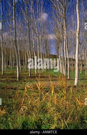 Allee der Silber Birken in der Toskana in der Nähe von Siena Italien Stockfoto