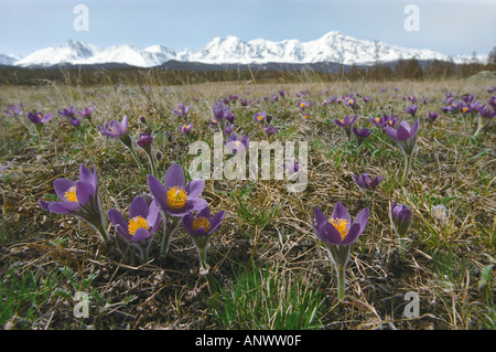 Blühende Mayflowers Pulsatilla in der Kurai Steppe. Tschuja Nordrange. Altai. Sibirien. Russland Stockfoto