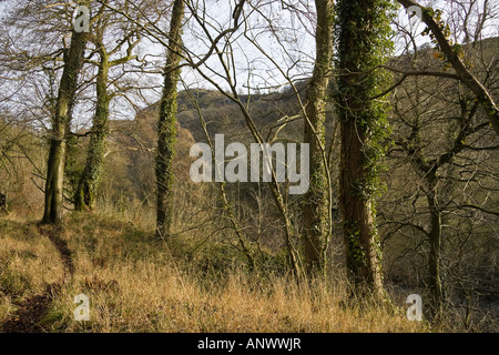 Buchenwälder in Chee Dale, in der Nähe von Millers Dale, Peak District National Park, Derbyshire, England Stockfoto