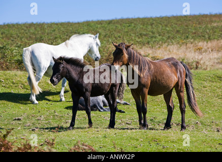 Eine Gruppe von Dartmoor-Ponys im Hochsommer auf Dartmoor, Devon, England, UK Stockfoto