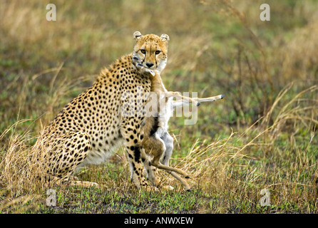 Gepard (Acinonyx Jubatus), hat eine junge Thomson Gaselle, Kenia, Masai Mara Nationalpark gefangen Stockfoto