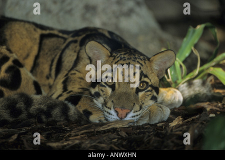 getrübt, Leopard (Neofelis Nebulosa), Porträt Stockfoto