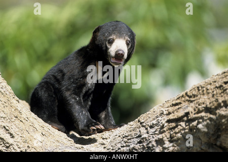 Sonne-Bär, malayischen Sonne Bär (Ursus Malayanus, Helarctos Malayanus), junge Person Stockfoto