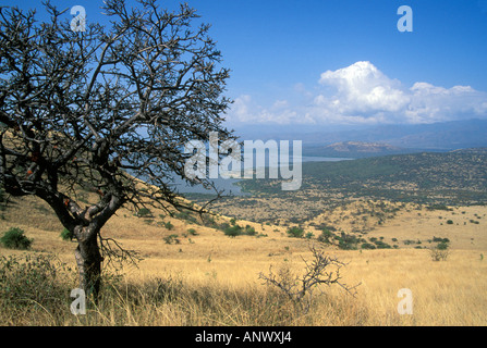 Ein Baum steht hoch, mit Blick auf die untere Wiesen von Äthiopiens Nechisar Nationalpark, Afrika Stockfoto