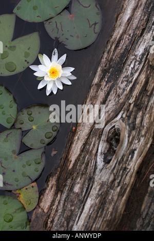 Seerose, Teich Lily (Nymphaea spec.), blühend, Kanada, Ontario, Algonquin Provincial Park Stockfoto
